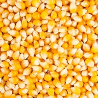 Corn, Maize