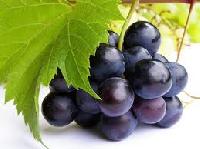 Seedless Concord Grapes