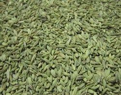 Fennel Seeds