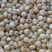 Sorghum Seeds