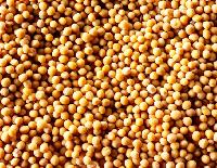 Yellow Mustard Seeds