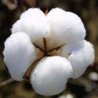 BCI Cotton