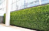 Green Walls