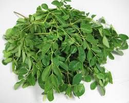 Fresh Moringa Leaves