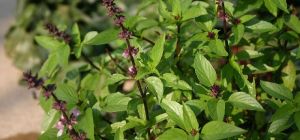 Fresh Tulsi Leaves