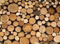 Eucalyptus Wooden Logs (safeda)