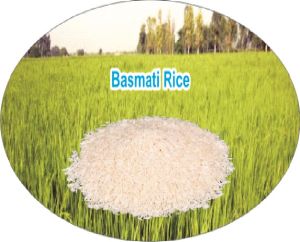 Basmati rice