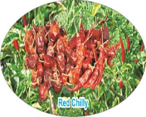 Dried Red Chilli