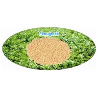 Fenugreek Seeds