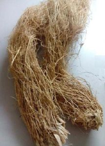 Vetiver Roots