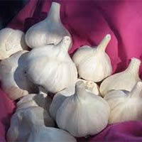 Garlic