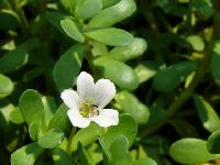 Bacopa Max