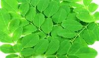 Moringa Leaf