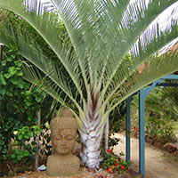 Triangle Palm