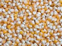 Yellow Maize Seeds