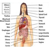 Quantum Magnetic Health Analyzer