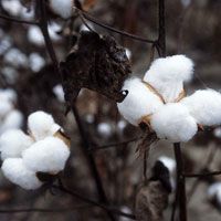 Raw Cotton