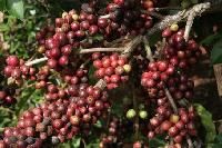 Robusta Coffee