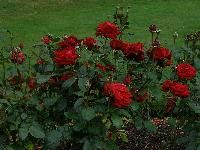 Rose Plants