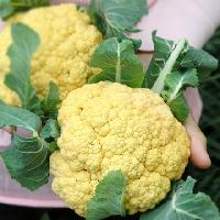 Fresh Cauliflower