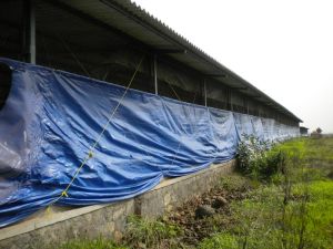 Poultry Curtain