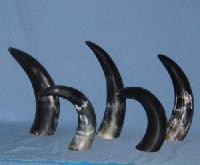 Animal Horns