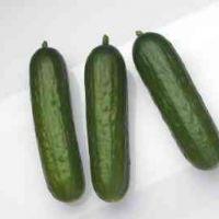 Hybrid Cucumbers