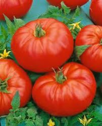 Hybrid Tomato