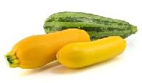 Yellow Zucchini