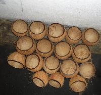 Coconut Shells