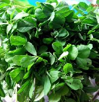 Fresh Fenugreek Leaves