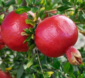 Fresh pomegranate