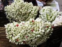 Fresh Jasmine Flowers