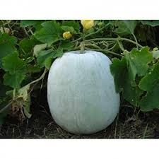 Fresh Vegetables Ash Gourd