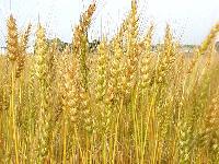 Barley Seeds