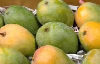 Banganapalli Mango