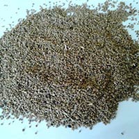 AJMODA SEEDS