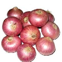 Fresh Onion