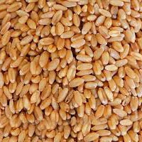 Wheat Seeds