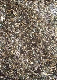 Niger Seeds