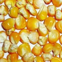 Yellow Maize Seeds