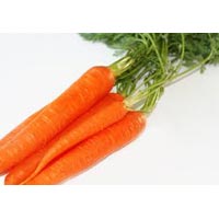 Carrot