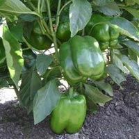 Fresh Capsicum