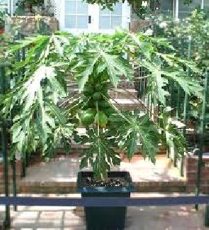 papaya plants