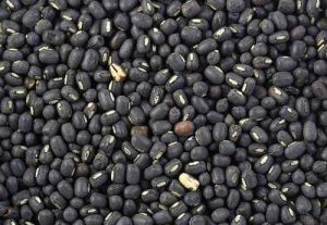 Indian Pulses