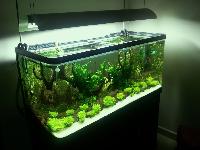 Freshwater Aquarium