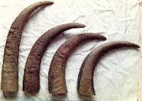 Buffalo Horn Tips