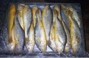 Frozen Croaker Fish