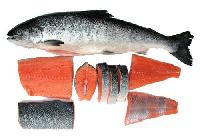 Frozen Indian Salmon Fish
