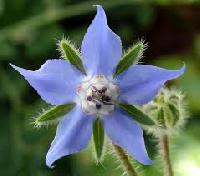 Borage Oil